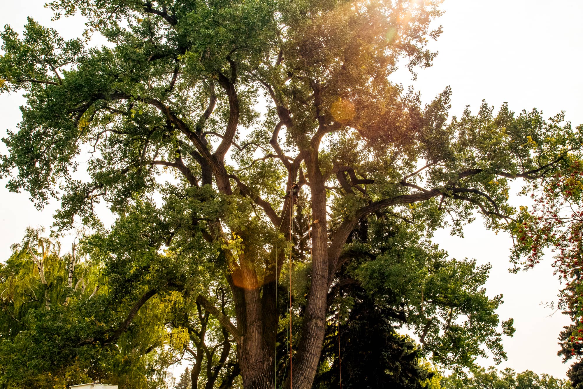 Conservation & Preservation
