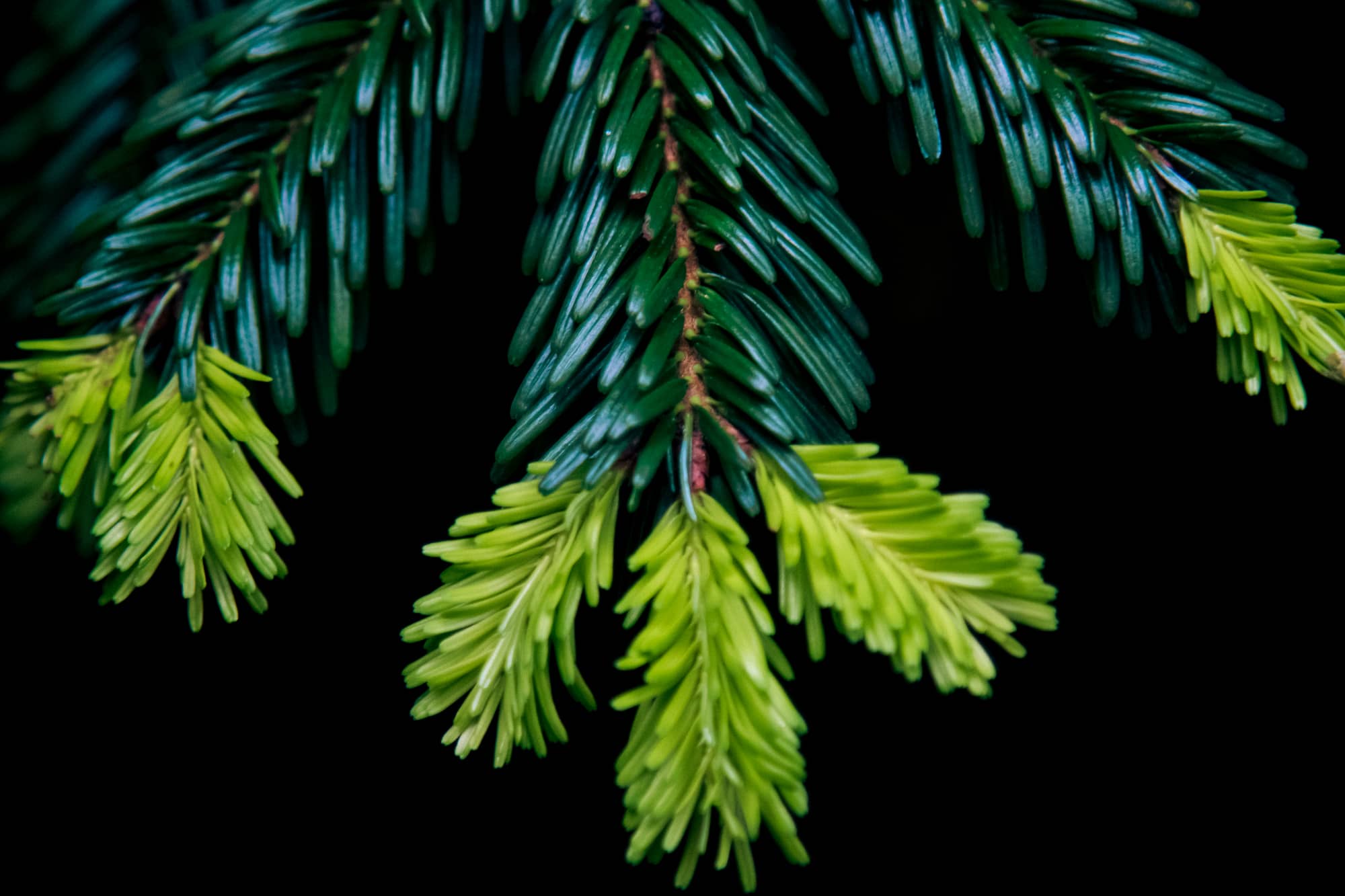 Integrated Tree Health Care