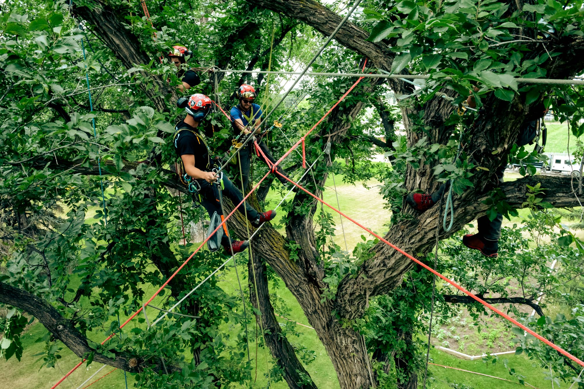 Structural Tree Support