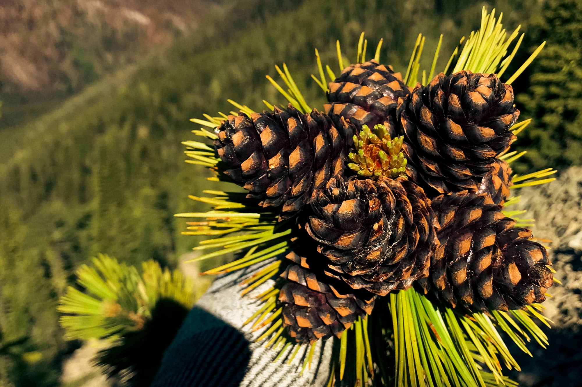 Tree ID and Diagnoses