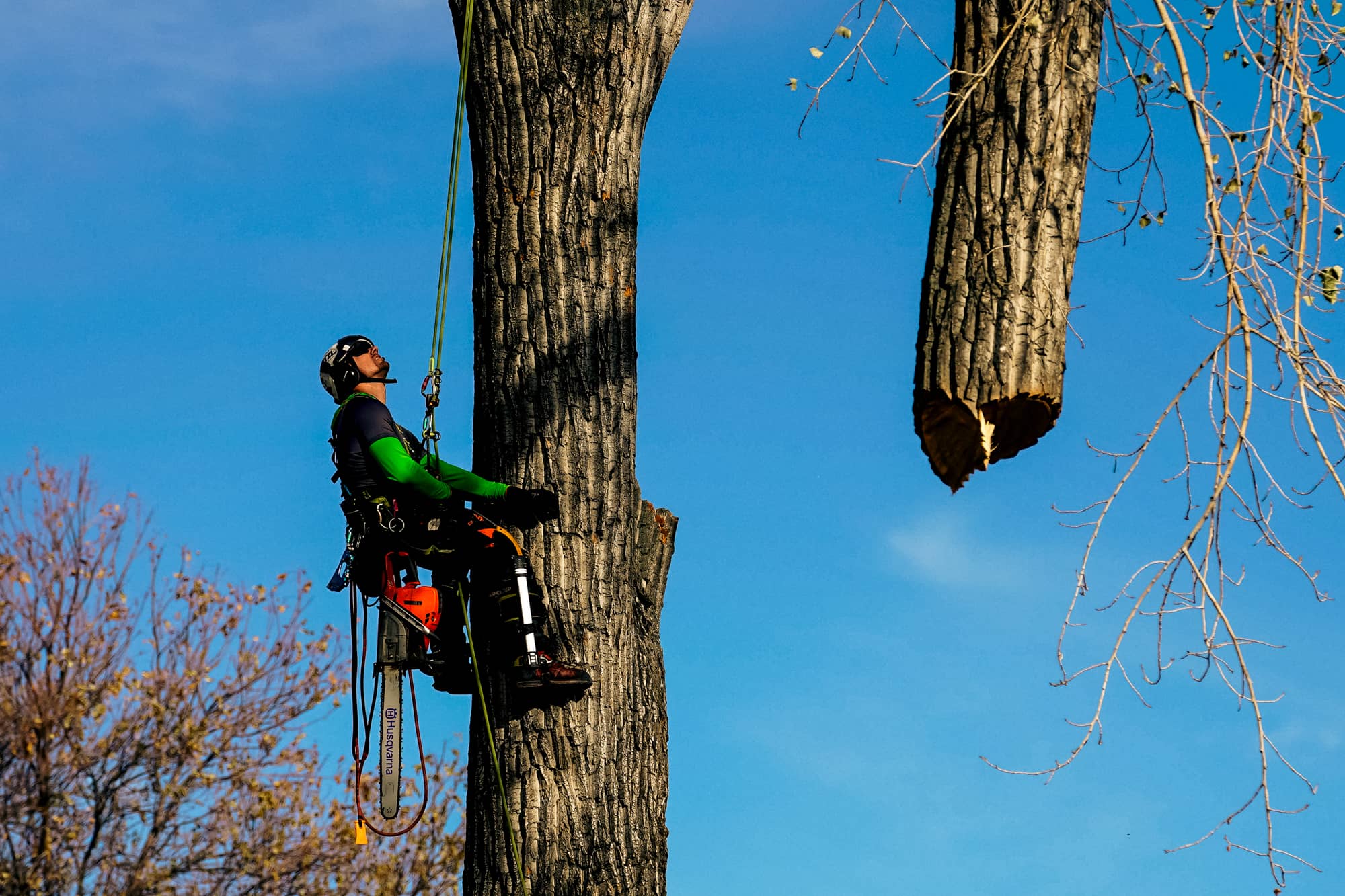Tree Removal & Replacement